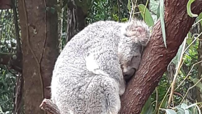 A koala found out on location.