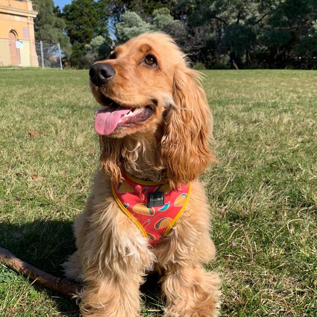 Taco from Bondi is waiting for his next Instagram like - and treat. Picture: Dave Scoppa