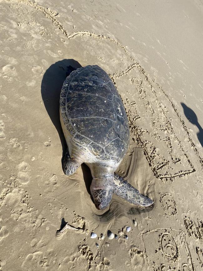 North Stradbroke Island residents have shared washed-up turtles to social media.