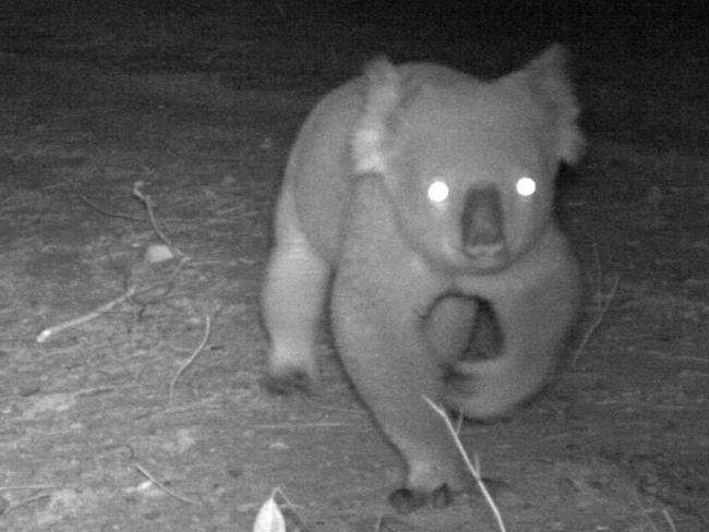 Koalas have been spotted on night vision cameras for the first time in decades in Dharug National Park.