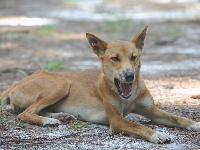 Fraser Island - tagged dingo at Central Station.