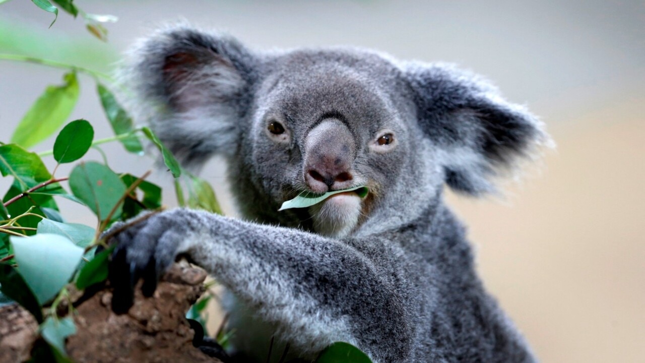 Cheeky koala costs NSW nursery thousands