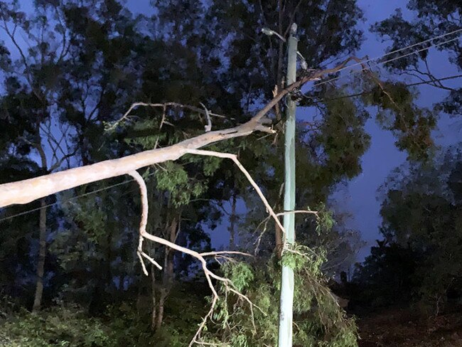 Trees on fallen powerlines. Photo: Energex