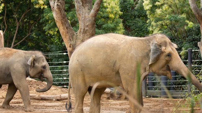 Melbourne Zoo’s family of Asian Elephants have been busy exploring their new home.
