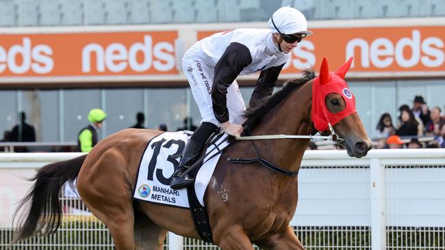 Cholante on the way to the barriers prior to the running of the Manhari Metals Thoroughbred Club Stakes at Caulfield Racecourse on October 08, 2022 in Caulfield, Australia. (Photo by George Sal/Racing Photos via Getty Images)