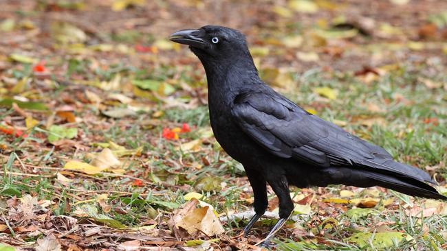 Crows make it in to Top 5 of Gold Coast bird count | Gold Coast Bulletin