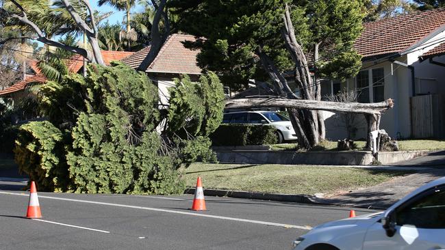 A tree has fallen on power lines on Eastern Valley Way in Castlecrag due to strong winds. Picture: Damian Shaw