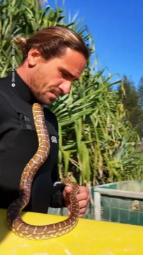 "Local legend" takes pet snake surfing