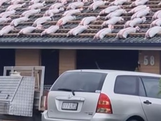 Mindblowing roof job roasted in cyclone Alfred