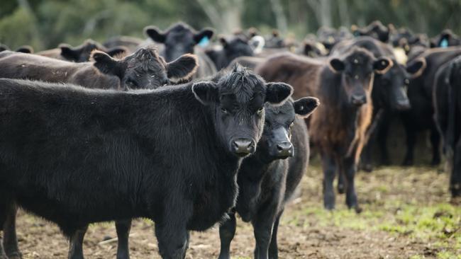 Queensland is the leader in both the volume of cattle produced and the value slaughtered.