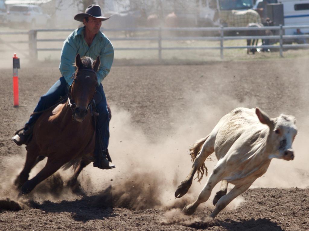 Action from the 2018 Copmanhurst Campdraft.