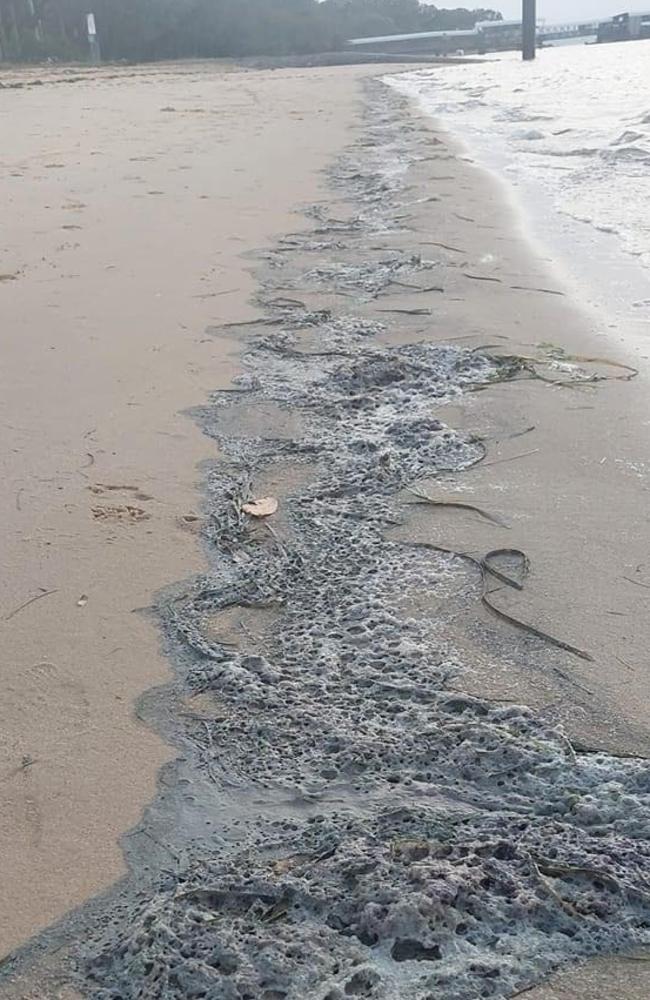 Blue-grey scum that washed up on beaches including on Coochiemudlo Island, has been ruled out as being connected to the deaths of thousands of sea birds. Picture: Contributed