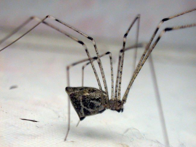 Daddy long legs: there is one piece of information every child