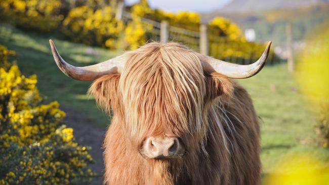 A Highland cow in rural Scotland.