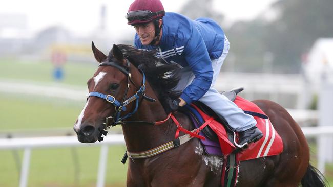 Less Is More could run a cheeky run race in the Hawkesbury Gold Cup. Picture: Peter Wallis