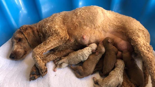 More than 250 puppies have been surrendered to the RSPCA. Picture: Facebook