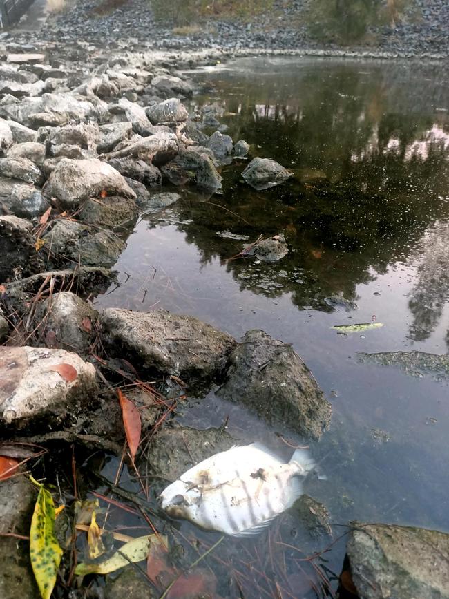 Dead fish found at the Racecourse Drive weir. Picture: Chris Humphrey