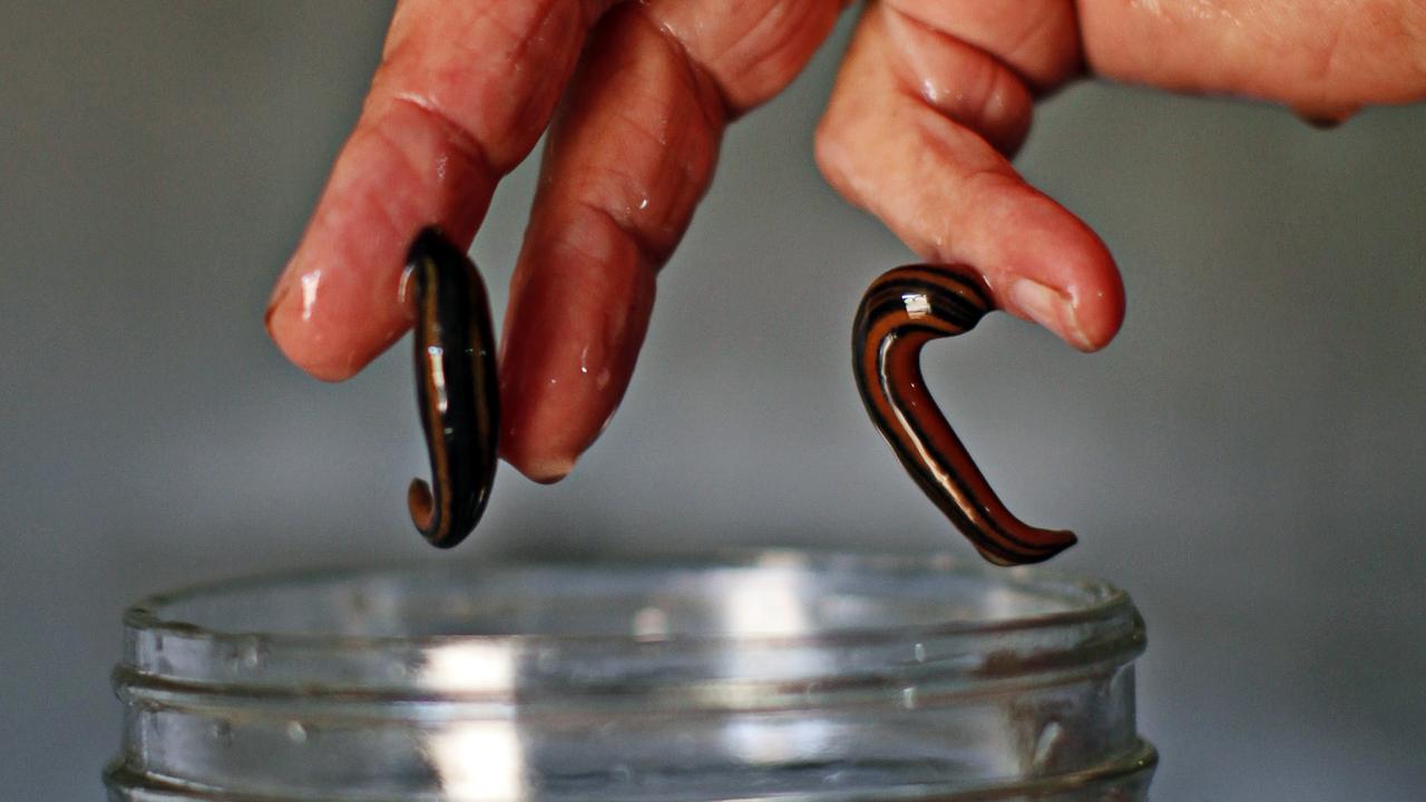 The Stuff That Helps Leeches Get Their Fill of Blood - The New York Times