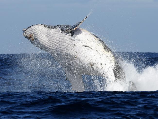 1000 people create giant human humpback whale on Port Stephens beach ...