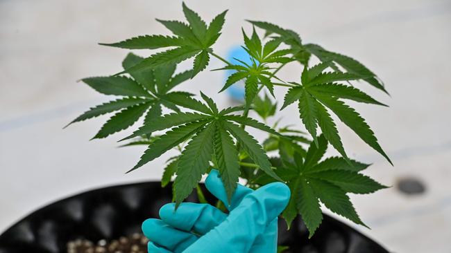 Cronos buys its medicinal cannabis from Australian and Canadian suppliers. (Picture: Mladen Antonov/AFP