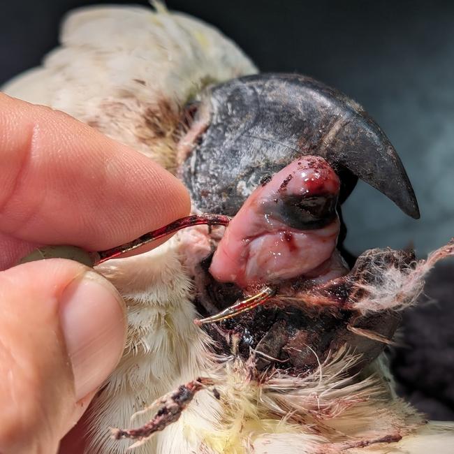 The hook’s barb had to be snipped off before the hook could be removed. Picture: Pittwater Animal Hospital