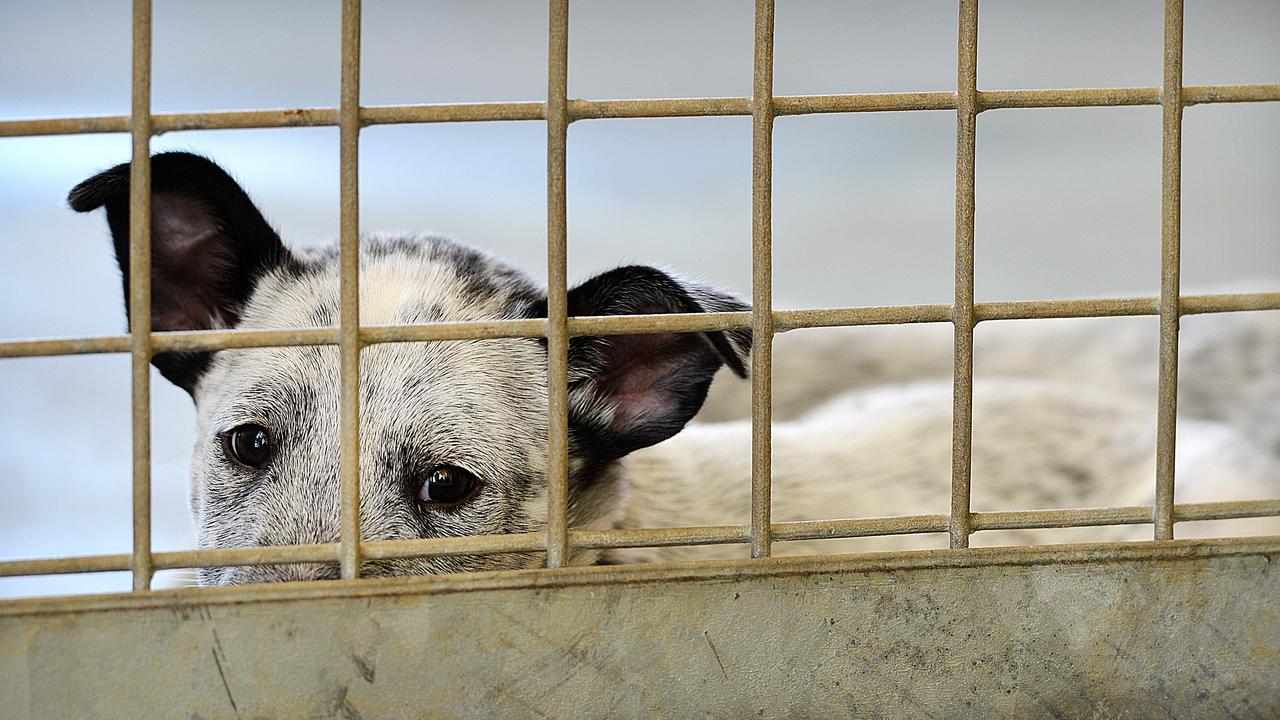 Port Lincoln Council dog pound upgrade following parvovirus death | The