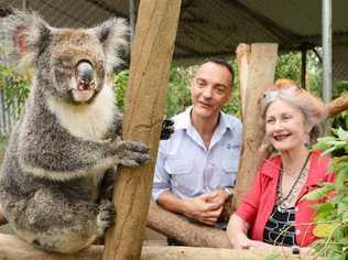 Hera the 11-year-old female koala who has blindness from chlamydia is watched by Lismore City Council ecologist Dr Damian Licari and Lorraine Vass, president of Friends of the Koala. Picture: Jacklyn Wagner