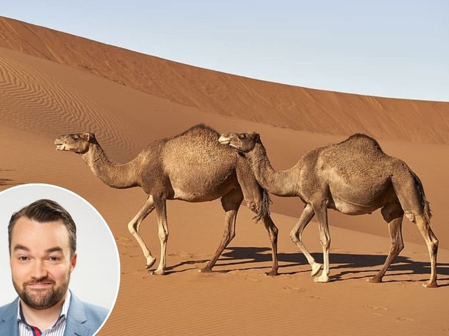 Shark Quiz web art: Camels.