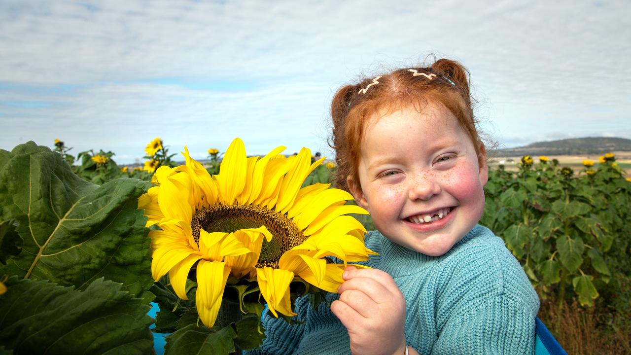 Kenzie Crawford marvels at the bright and cheery sunflowers.Open day at Warraba Sunflowers, Cambooya. Saturday June 29th, 2024