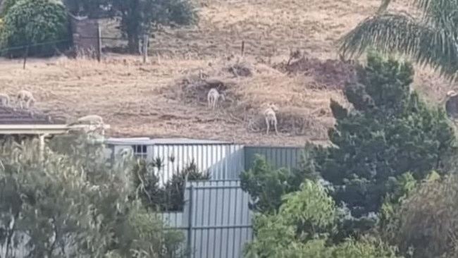 Sheep running amok in Adelaide's north. Picture: 7News Adelaide