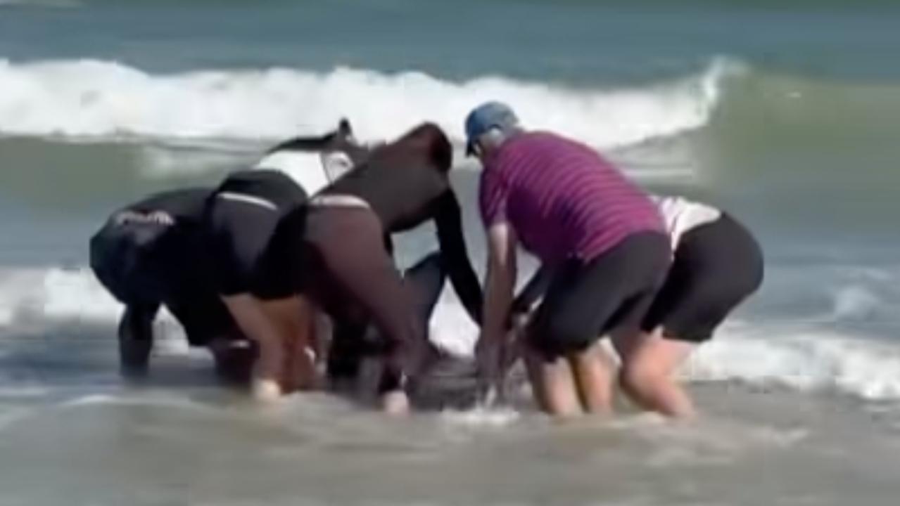 Shock as great white shark washes up alive on metro beach