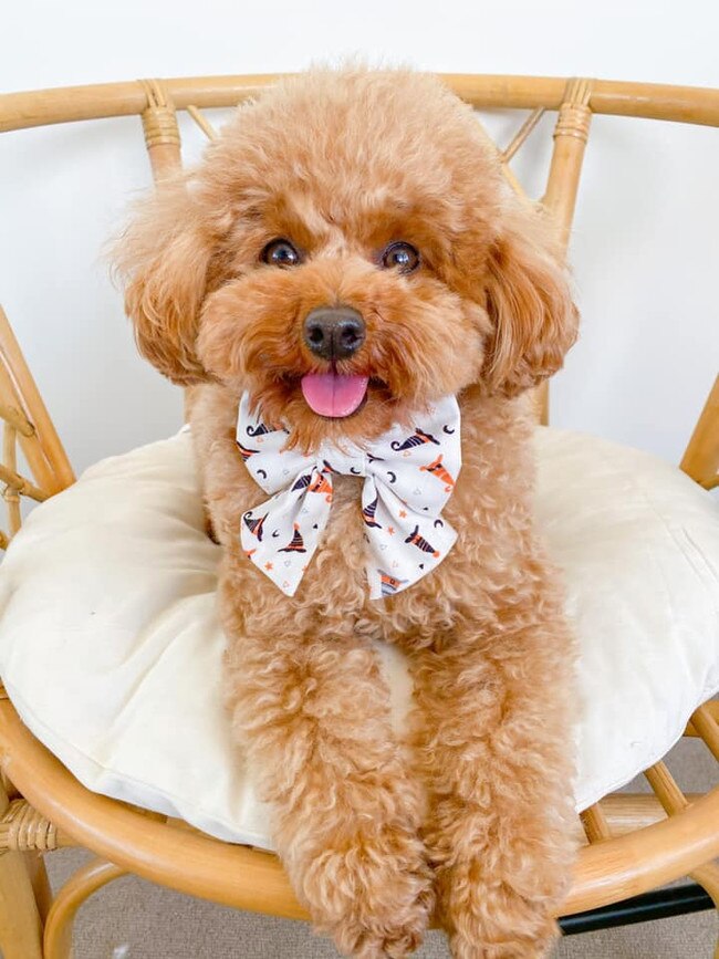 Soba noodle the toy poodle, so named for the rhyme. Submitted by Stephanie Goh.