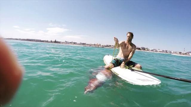 Giant injured squid clings to surfboard in Cape Town. Credit - James Taylor 