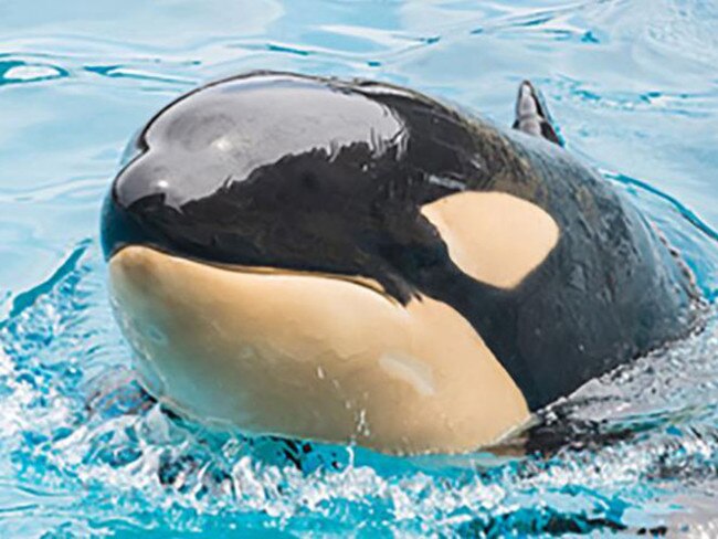 Tragedy strikes at SeaWorld as orca dies