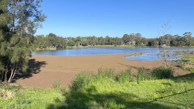 Azolla has drifted into the lake in Driftway Reserve at Pemulwuy.