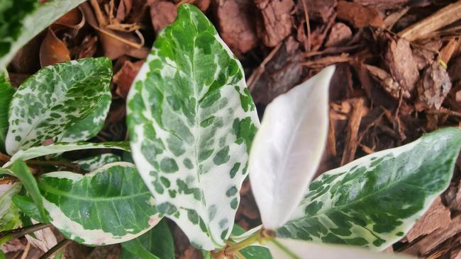 A macro shot of variegated leaves in the garden taken with the Ultra