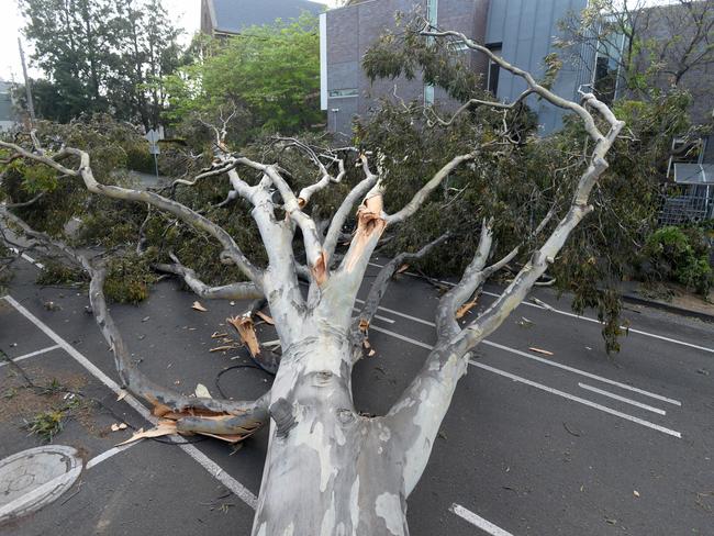 A fallen tree on Roden St, West Melbourne. Picture: Andrew Henshaw