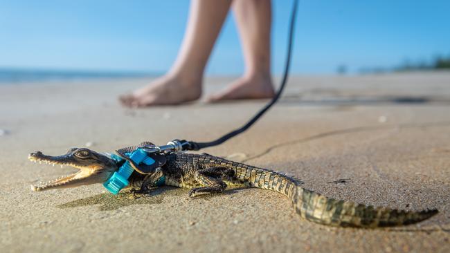 Anita Price is the owner of Schnappy the croc. She has trained the little one to walk on a lead and can often be seen letting it go for a walk or swim at Casuarina Beach, Darwin. Picture: Che Chorley