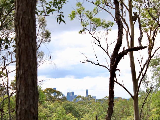 A lone koala in a tree with the city in the background. Picture: Supplied