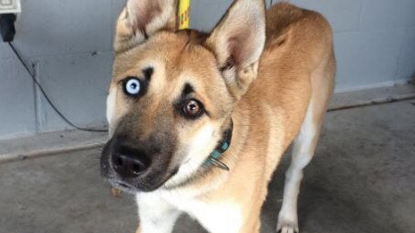 Lexi the husky-cross was surrendered to the RSPCA after being stuck by her owner. Picture: RSPC