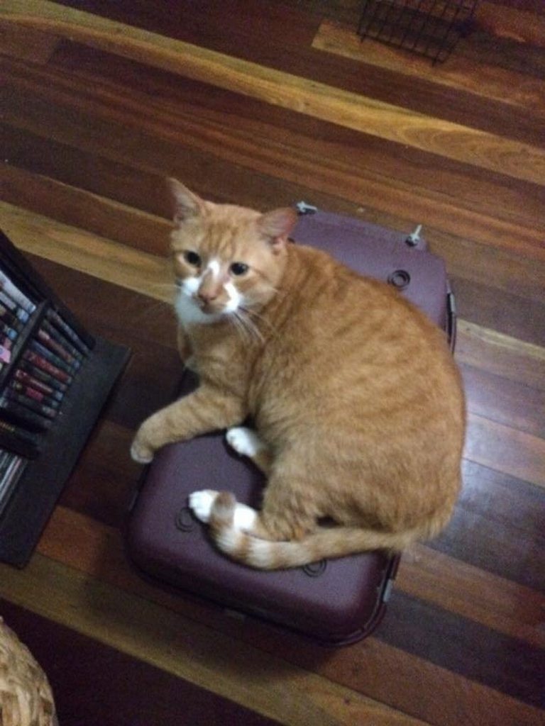 Indya Shaw. My boy, Edward patiently sitting on his cat carrier for his trip to the vet that morning. Wasn't as fun on the way home as he pee'd himself in the cage and needed a bath. Photo Contributed. Picture: Contributed