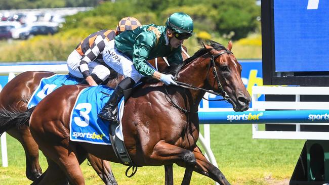 Bodyguard firmed for the Blue Diamond after winning the Prelude for colts and geldings at Caulfield. Picture: Pat Scala/Racing Photos via Getty Images