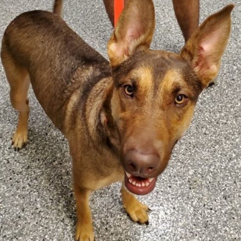 Roadie, German Shepherd cross Australian Shepherd, was found tied to a tree in the US state of Indiana.