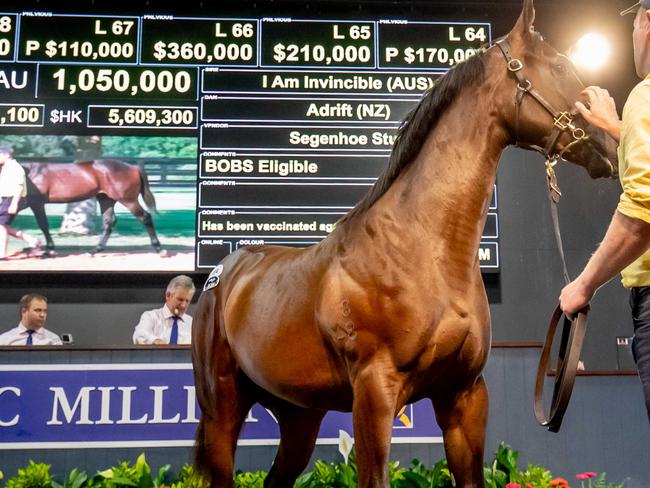 Lot 69 sold for $1.05M to Guy Mulcaster at the Magic Millions horse sales. Picture by Luke Marsden.