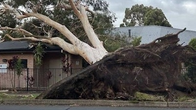 A huge street tree in Anzac Avenue, Engadine, outside the Jehova's Witnesses church, was uprooted by ferocious wind. Monty Montgomery posted the photo on the Engadine / Heathcote Community Facebook Page.