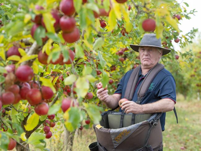 Sidney Aspland has been training young people in fruit picking. Picture: Zoe Phillips