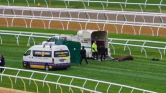 An unnamed witness took this photo of Rejuvenate at Flemington. Picture: Facebook/Coalition for the Protection of Racehorses