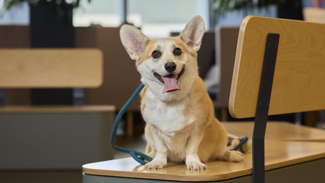 Mochi the Welsh corgi soaks up the Amazon workplace atmosphere. Dogs have been a key part of the e-commerce juggernaut’s success.