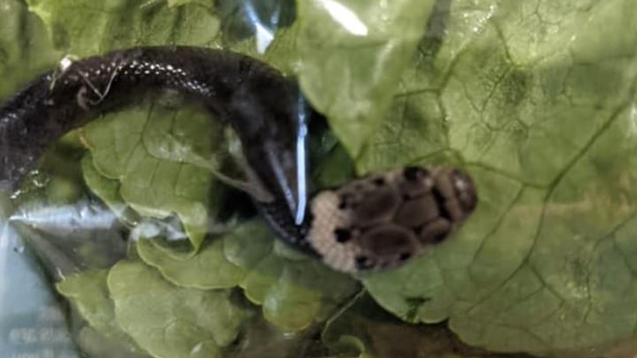 Baby snake found in packet of cos lettuce from Aldi