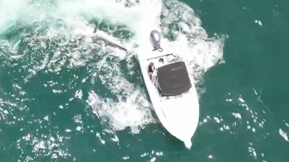 A shark caught on a drum line off Kings Beach in Caloundra was caught on camera being brutally stabbed to death. Photo: Supplied